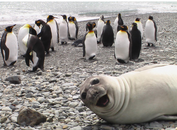 Sealfie bomb