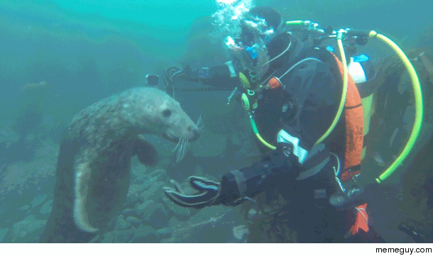 Seals are just underwater dogs arent they