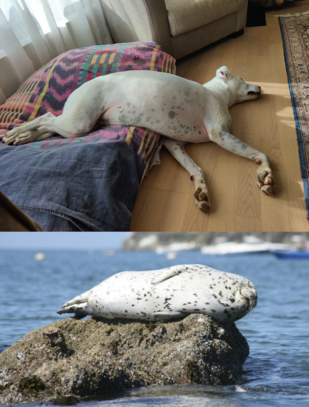 Seals are the dogs of the sea Not sure what that say about my dog though