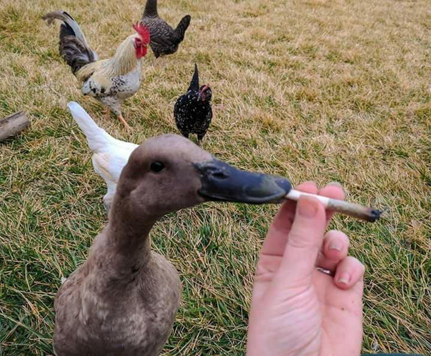 Searched for Duckweed on internet This is not exactly what I was looking for but its funny
