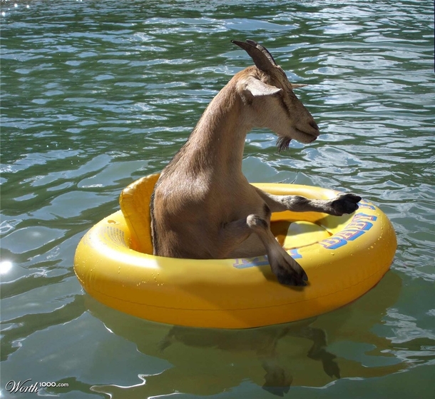 Searched whatever floats your goat was not disappointed