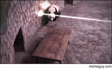 Secret agent panda