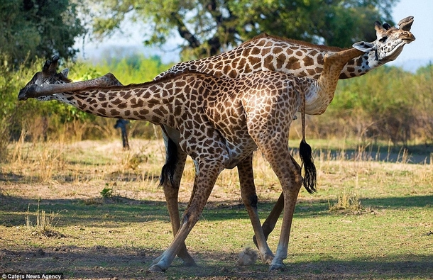 Secret giraffe handshake