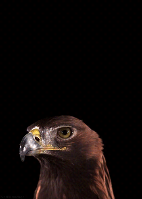 Seductive eagle
