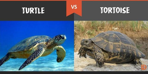 Seeing a surprisingly amount of people getting this wrong in light of racist tortoise videos