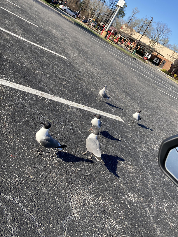 Seems I stopped in the bad part of town the seagulls got Ski Masks on