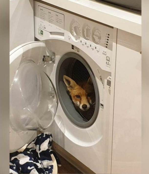 Seems like the Fox pulled up a Sneaky in the washer