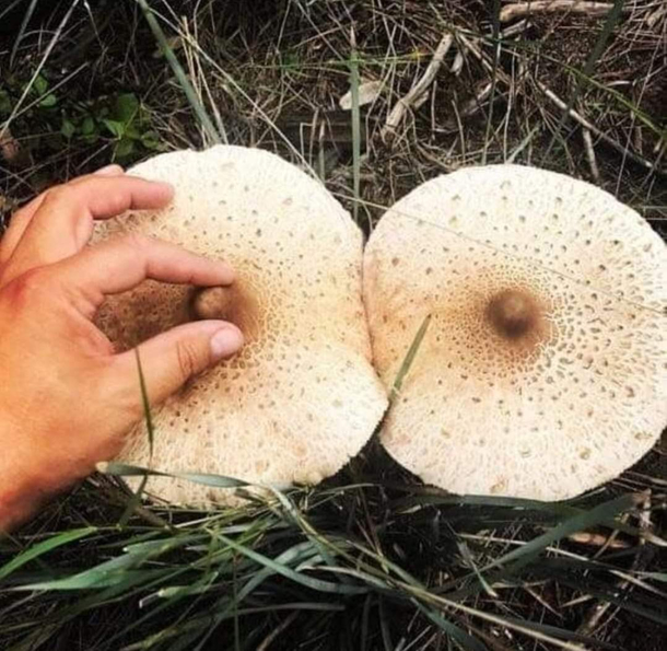 Seems Natural to Me