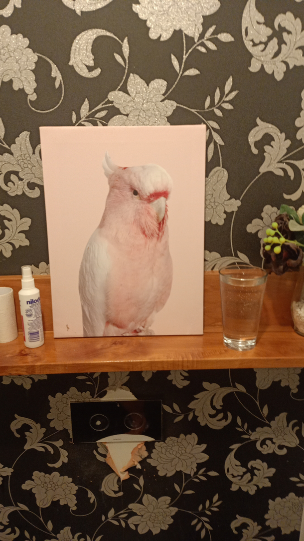 Seen a Cockatoo in the bathroom