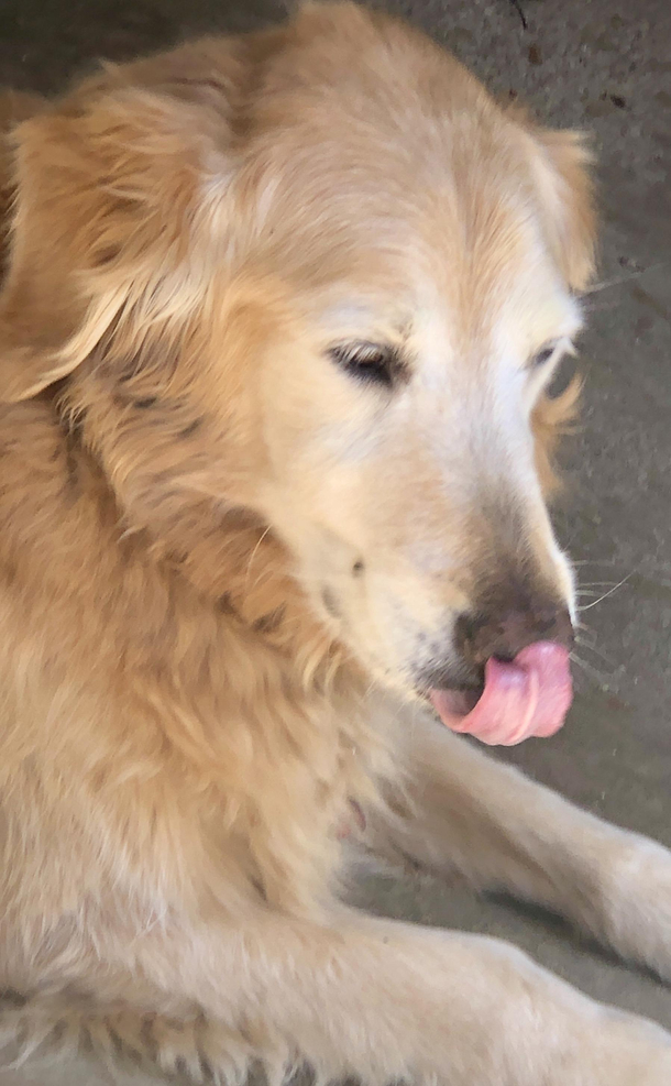 Self Boop