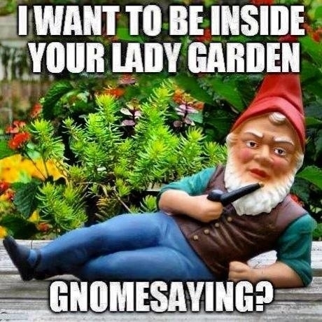 Sexual gnome