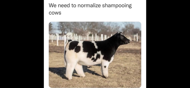 Shampoo cow