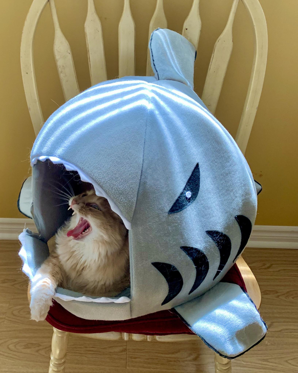 Shark attack