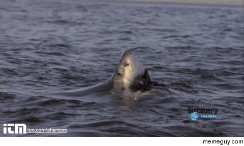Shark Jump 