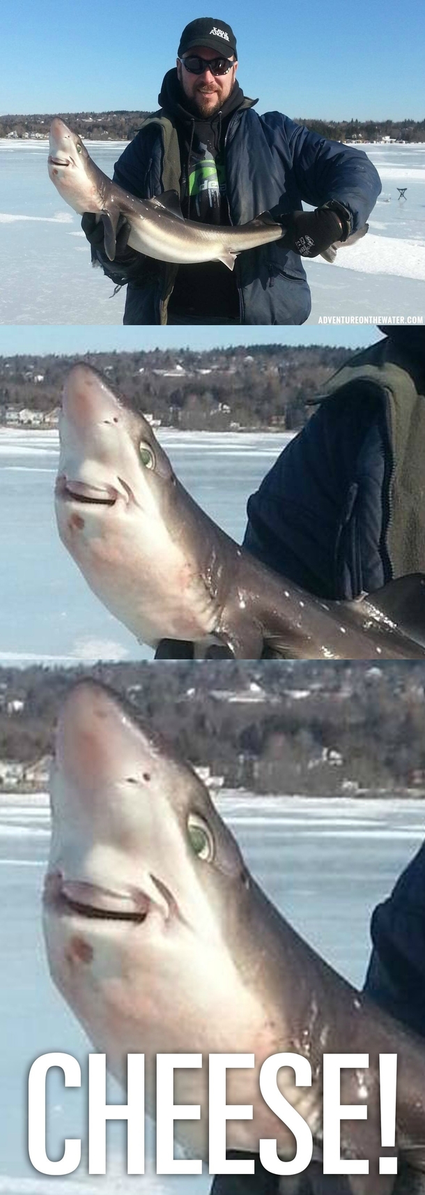 Shark loves being caught