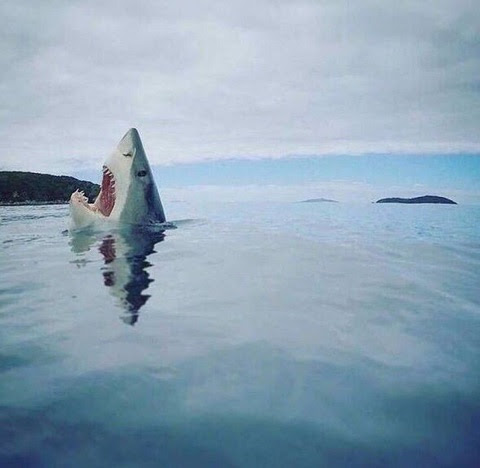 Shark stubbed its toe on a coral reef