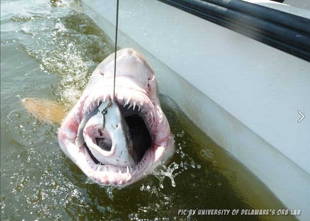 Shark Week just went to 