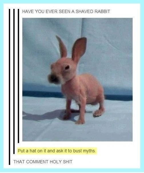 Shaved rabbit