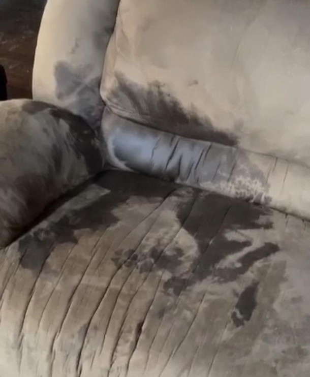 She decided to dry herself on the couch after swimming in the pool Can you see the outline of my dog