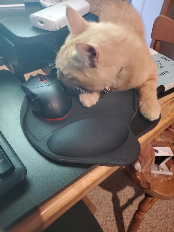 She didnt like me touching her mouse