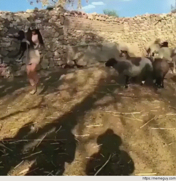 She gets rammed 