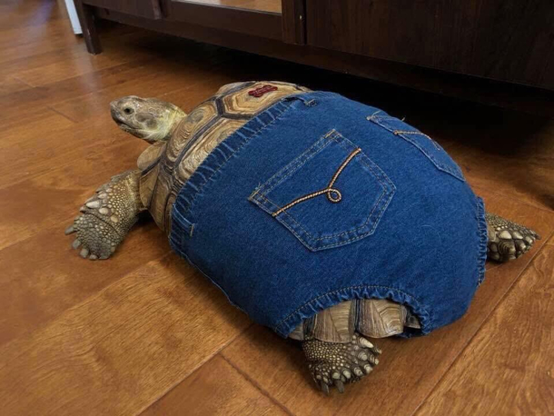She got APPLE BOTTOMED JORTS - TORTS IN THE JORTS
