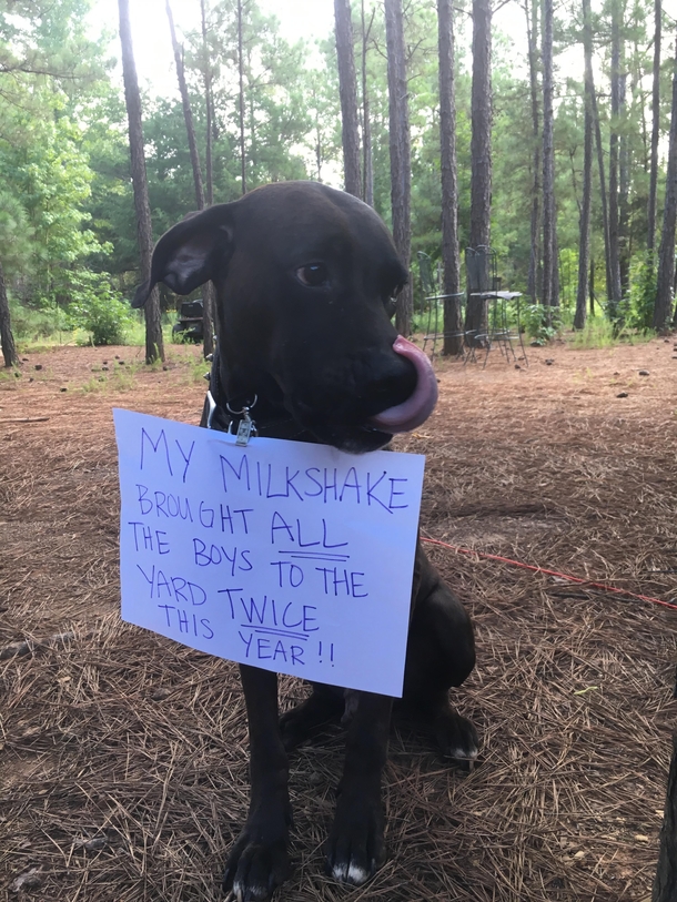 She Is Getting Spayed Sunday Meme Guy she-is-getting-spayed-sunday-meme-guy