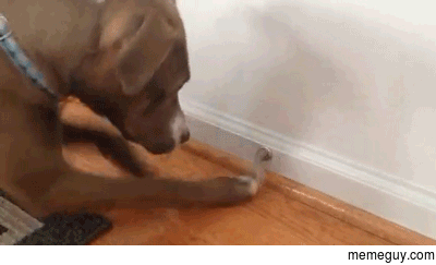 She really needs a better play mate