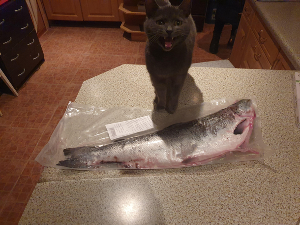 She really wanted that fish