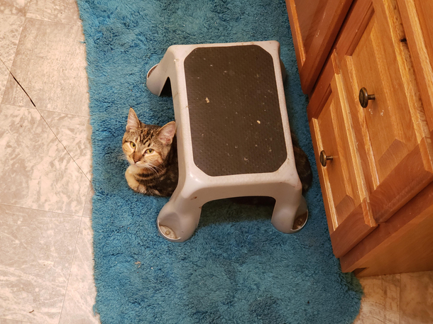 She self identifies as a turtle