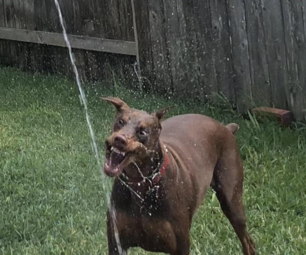 She thinks the water hose is kind of a big deal   