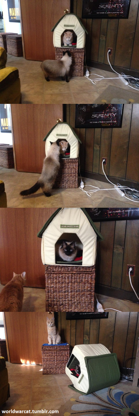 She thought putting a heating pad under the cat house was a nice thing to do Little did my friend know the war she had just started To the victor goes the warm spot 