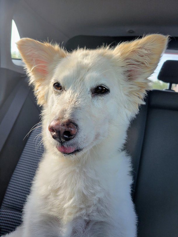 She was still feeling the anesthesia from the vet after getting some teeth removed oc