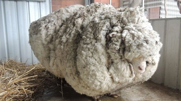 Sheep runs away from shearer and hides for several years No regrets