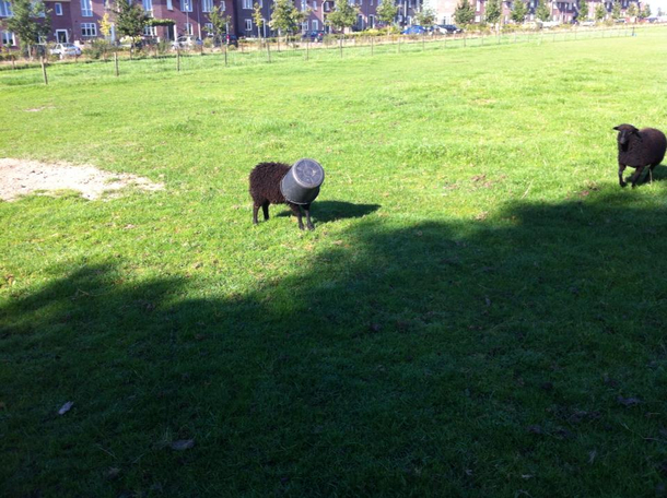Sheep stuck with a bucket on his head