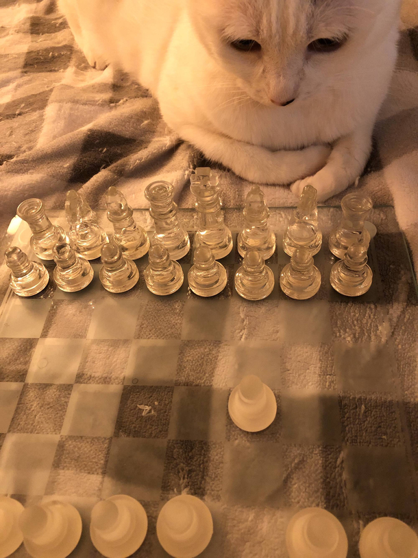 Shelter-In-Place Day  Cat still weighing her options