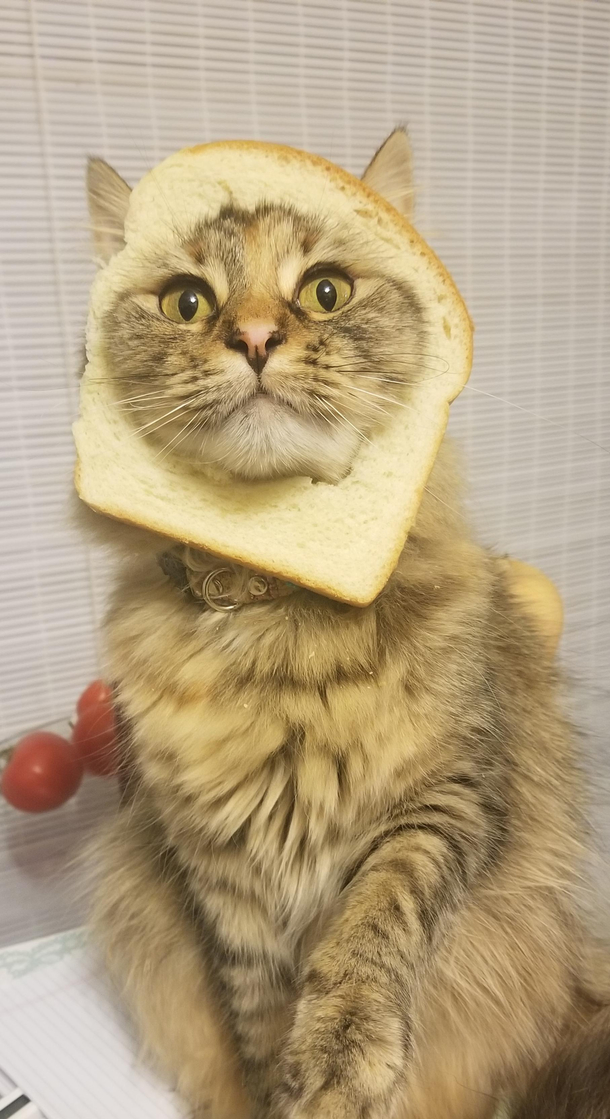Shes going as an inbread for Halloween