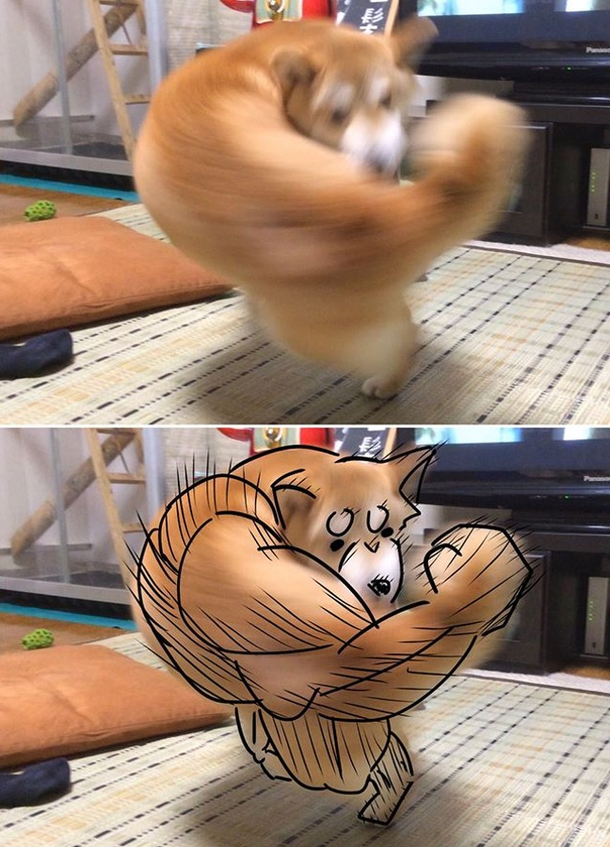 Shiba Inus Right hook punch