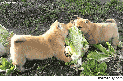 Shiba puppies vs Some Cabbage