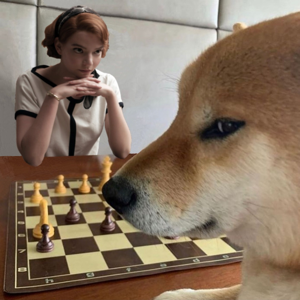 Shibes Gambit