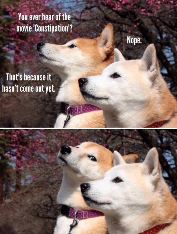 Shibes talking about movies