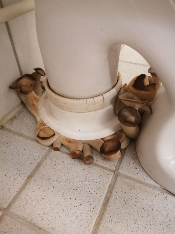 shiitake mushroom growing in their natural habitat