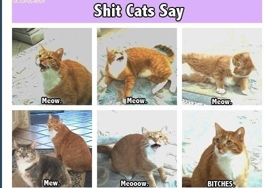 Shit Cats Say