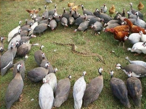 Shits about to get real