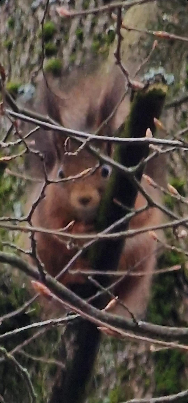 Shocked Squirrel