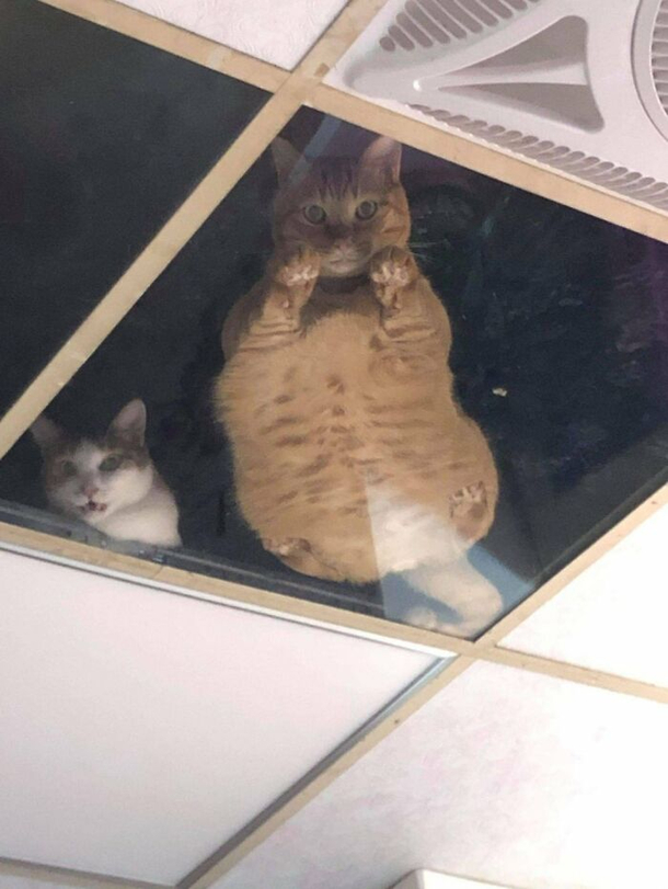 Shop Owner Installed A Glass Ceiling For His Cats And Now They Wont Stop Staring At Him