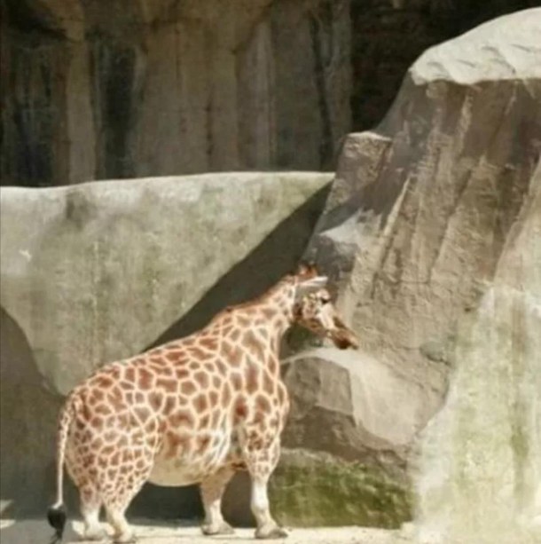 Short giraffe