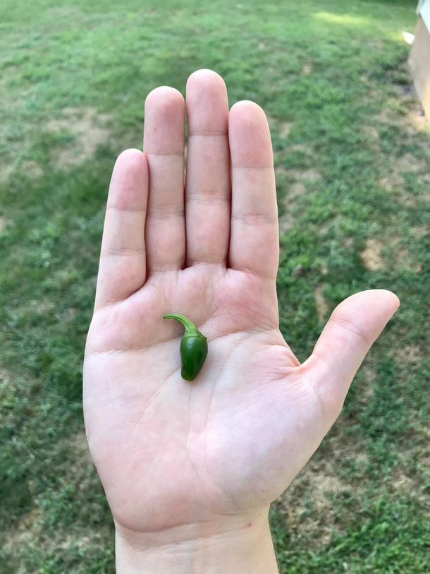 Should I get this guy from my jalapeo harvest a tiny sweater Because hes a little chili