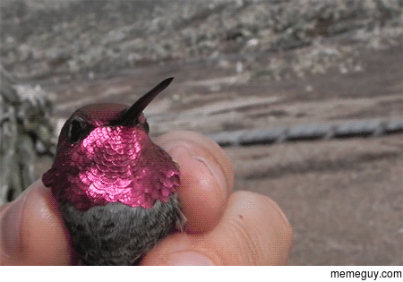 Showing off a hummingbirds iridescent head