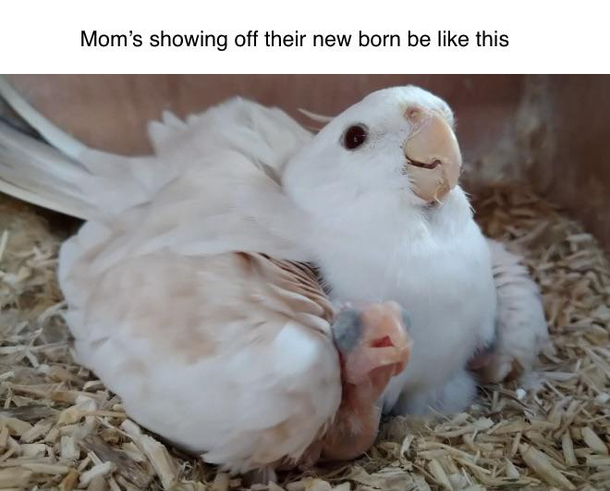 Showing off your newborn